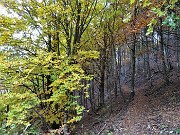 91 Festa di colori autunnali in faggeta!